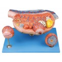 OVARY MODEL (SOFT)